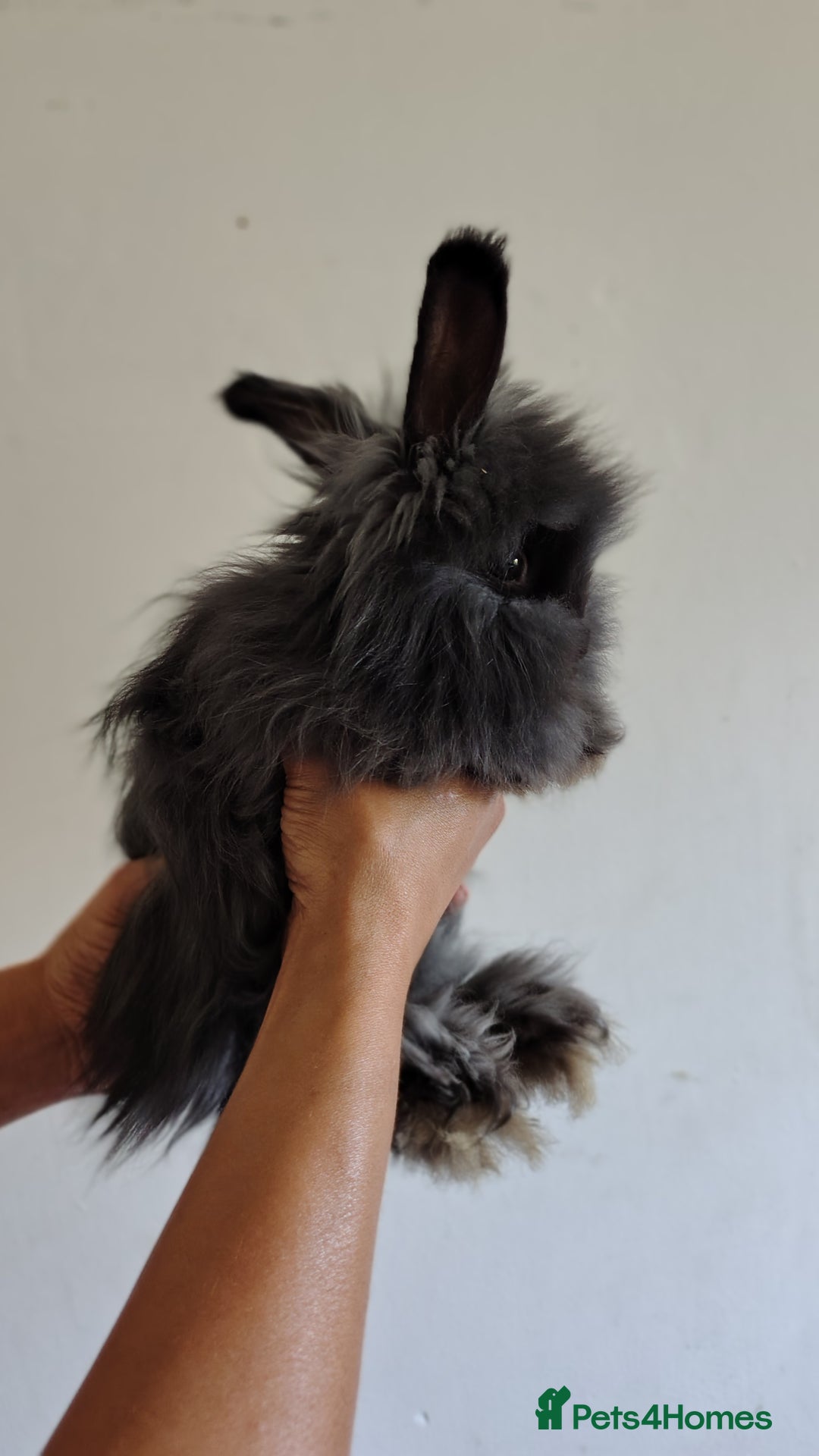 Angora rabbits for sale: Stunning Luxury Angora Rabbits - Image 6
