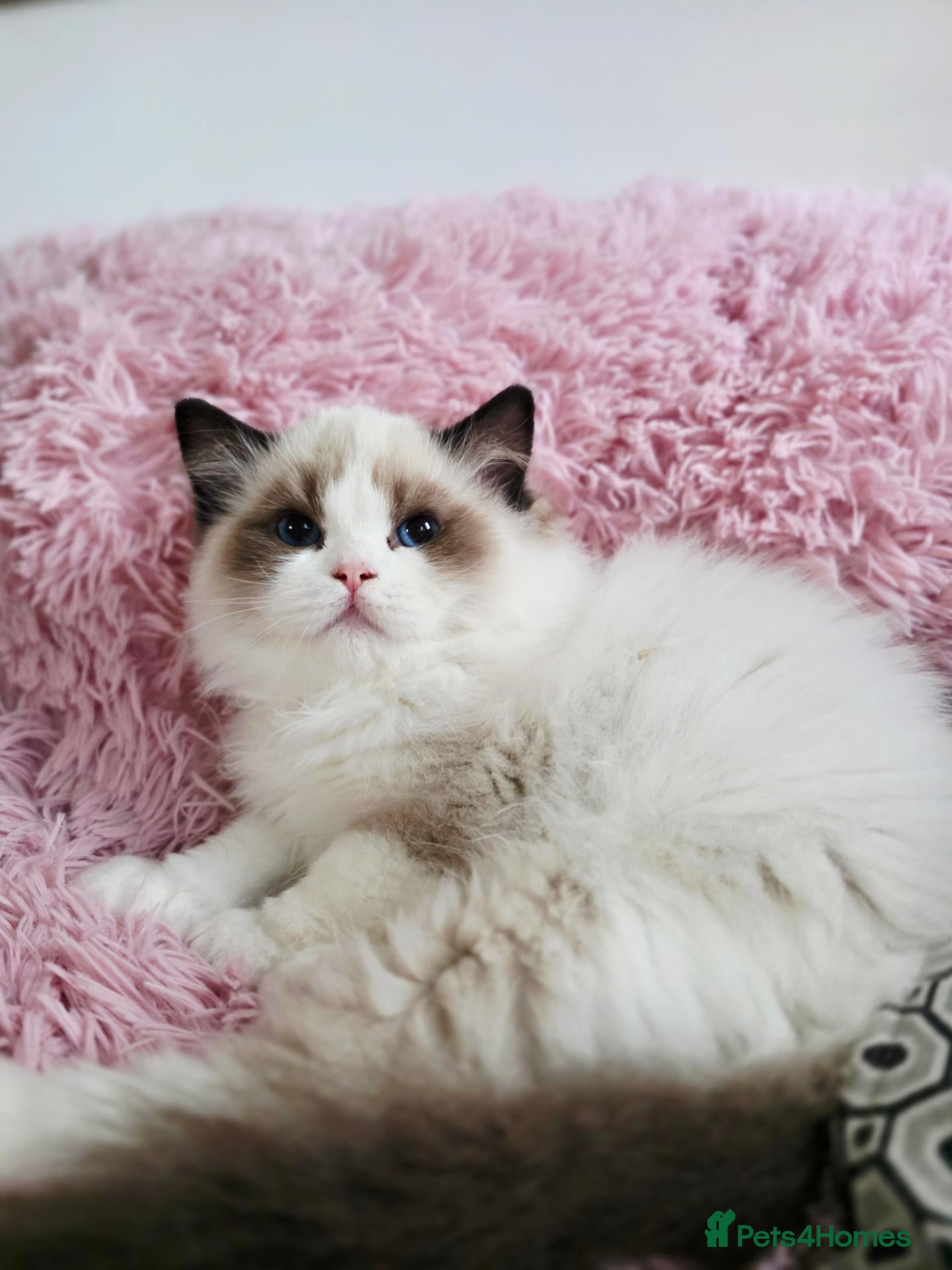 Ragdoll cats ✨️Champion European lines. Tica registered - Advert 1