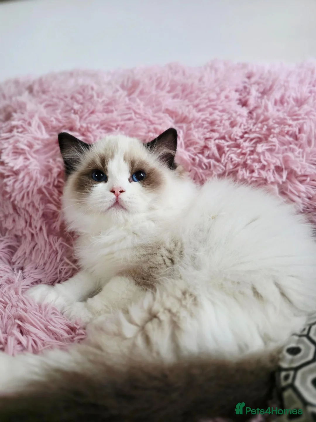 Ragdoll cats for sale: ✨️Champion European lines. Tica registered - Advert 1