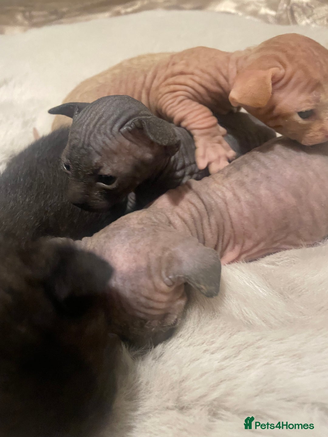 Sphynx cats for sale: Beautiful Sphynx cross orinetal kittens  - Advert 3