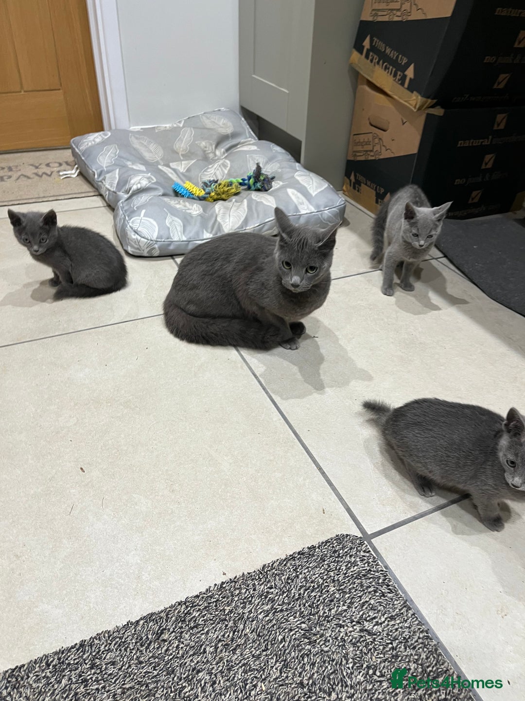 Russian Blue cats for sale: Stunning GCCF Russian Blue Kittens  - Advert 7