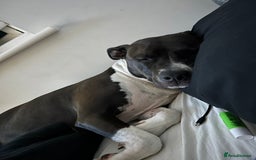 Mixed Breed dogs for sale: Remi  - Image 3