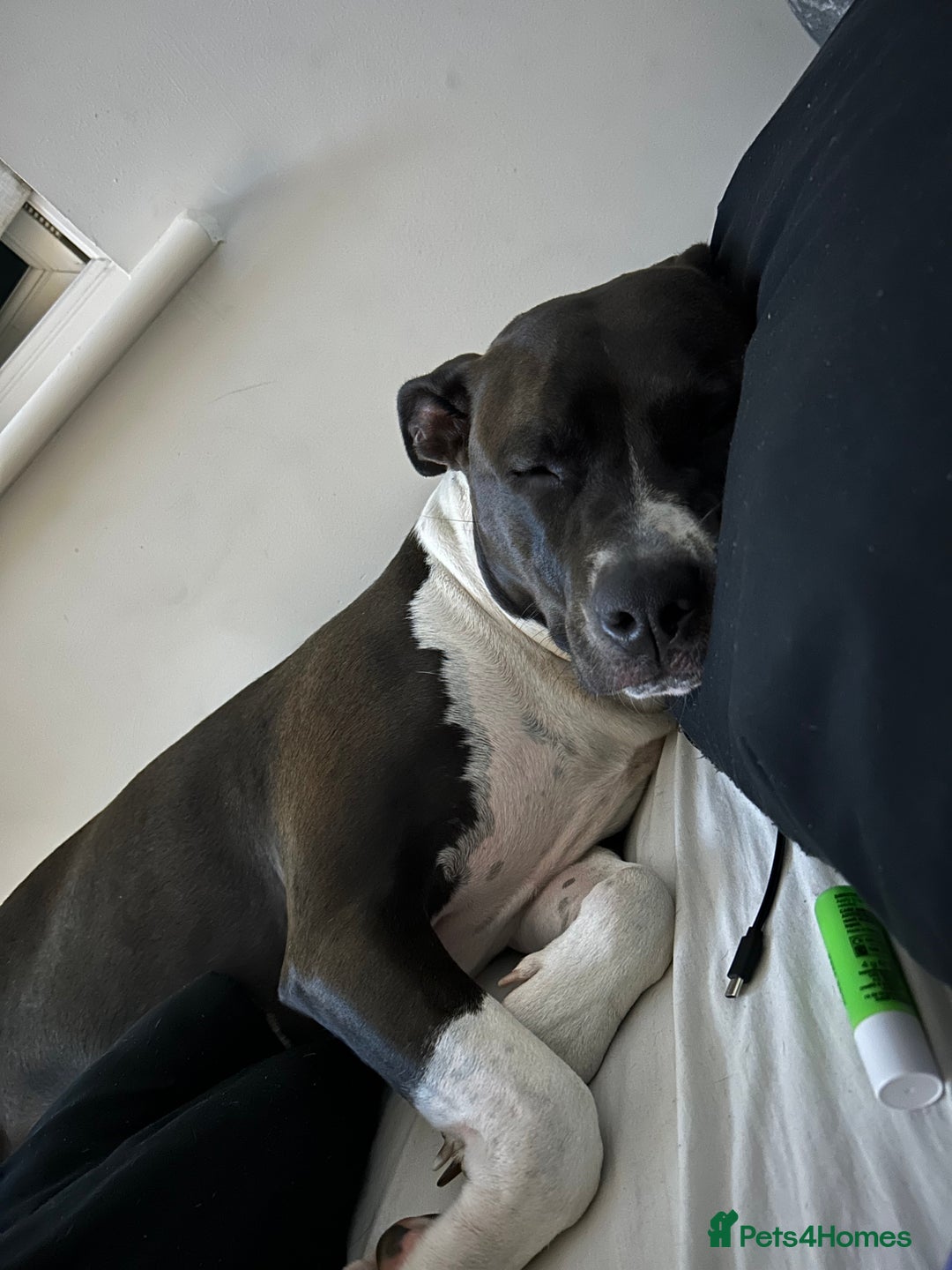 Mixed Breed dogs for sale: Remi  - Image 3