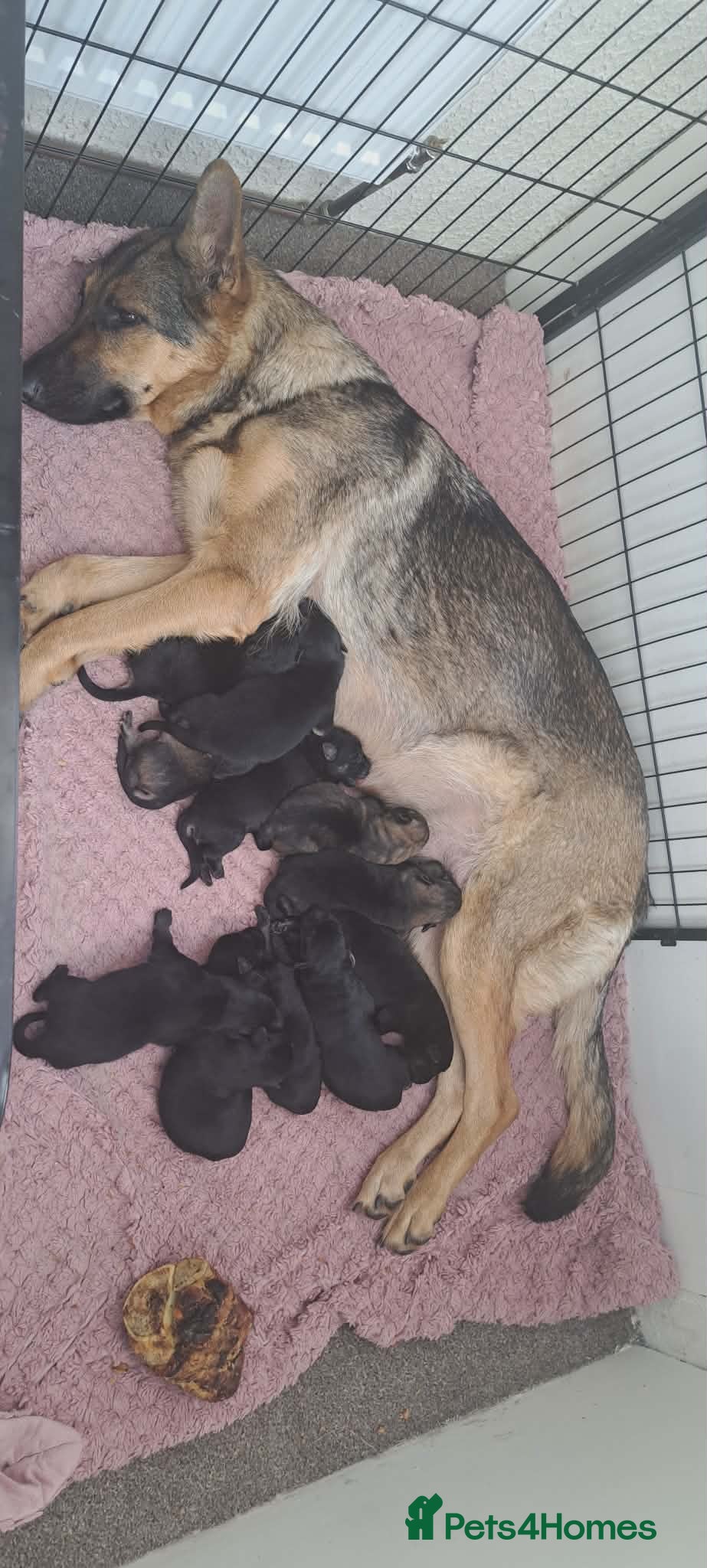 German Shepherd dogs German Shepherd Puppies - Advert 2