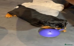 Rottweiler dogs for sale: 🐾 Quality Rottweiler Puppies🏡 - Image 4