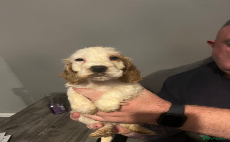 Cocker Spaniel dogs - Advert 5