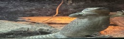 Monitor reptiles for sale: Savannah monitor lizard Dottie - Advert 2