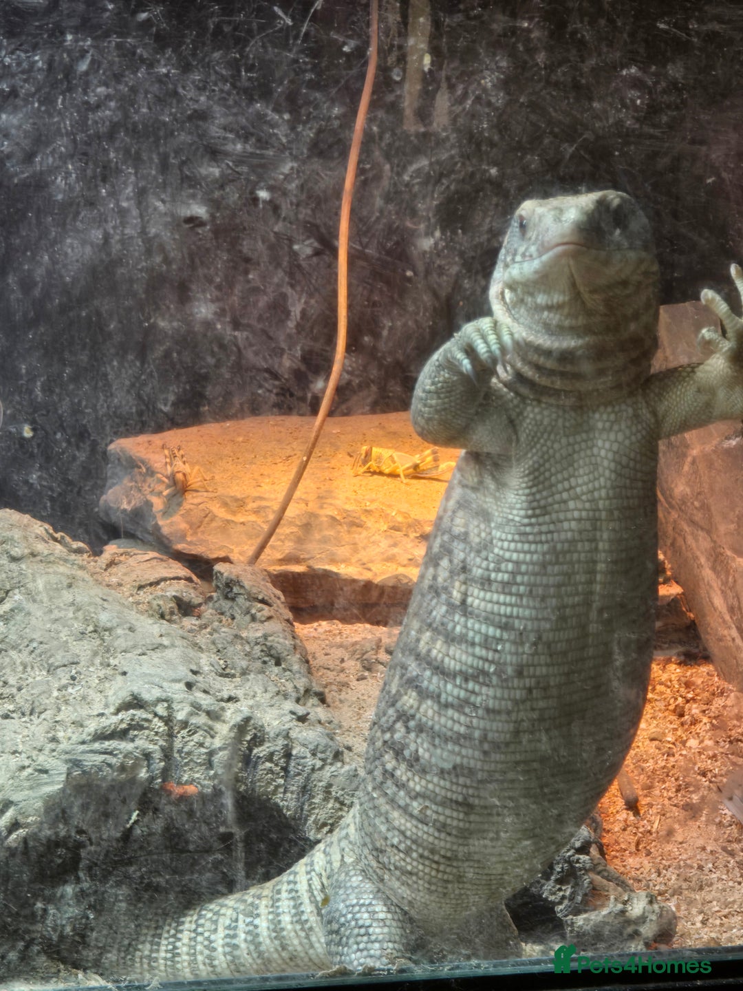 Monitor reptiles for sale: Savannah monitor lizard Dottie - Advert 2