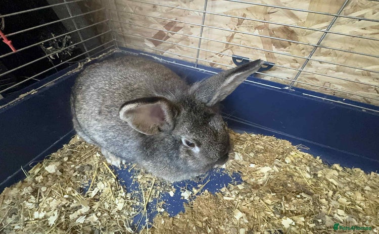 English Lop rabbits - Advert 2