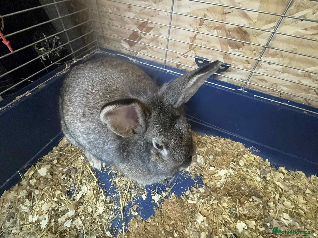 English Lop rabbits for sale: rabbits for sale ready to go  - Image 1