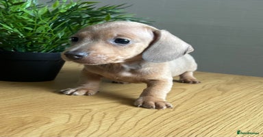 Miniature Dachshund dogs - Advert 5