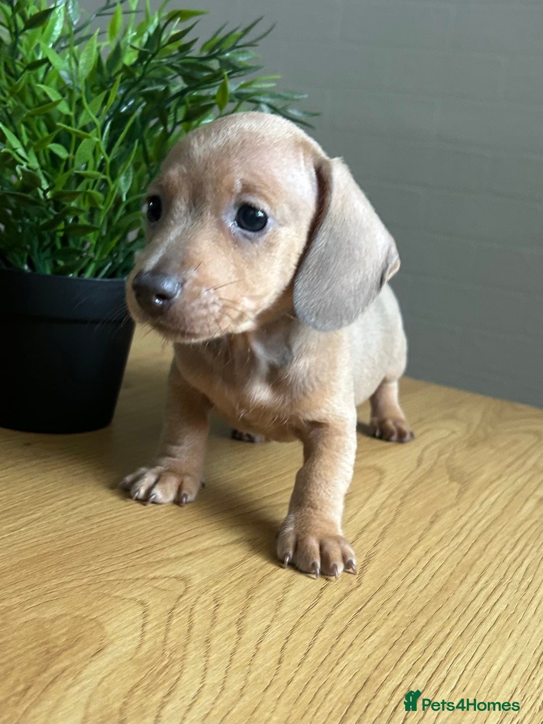 Miniature Dachshund dogs for sale: Tiny miniature kc dachshunds LAST GIRL   - Image 2
