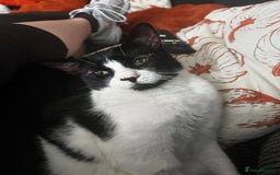 Domestic Shorthair cats for sale: Help needed for my lovely male cat Spyro - Image 5