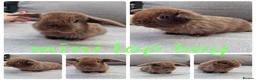 Mini Lop rabbits for sale: Mini lop babies available for reserve  - Advert 1