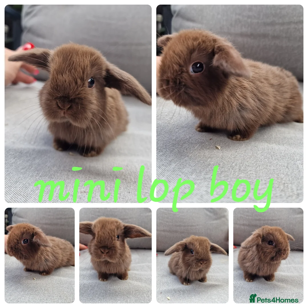 Mini Lop rabbits for sale: Mini lop babies available for reserve  - Advert 1