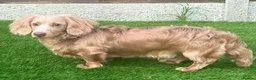 Miniature Dachshund dogs for stud: Long-haired miniature Dachshund Stud Isabella/Tan - Advert 2