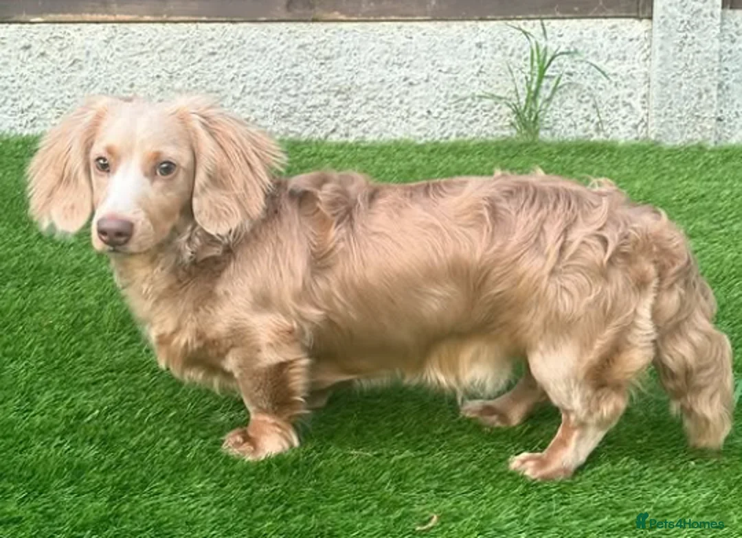 Miniature Dachshund dogs for stud: Long-haired miniature Dachshund Stud Isabella/Tan - Advert 2