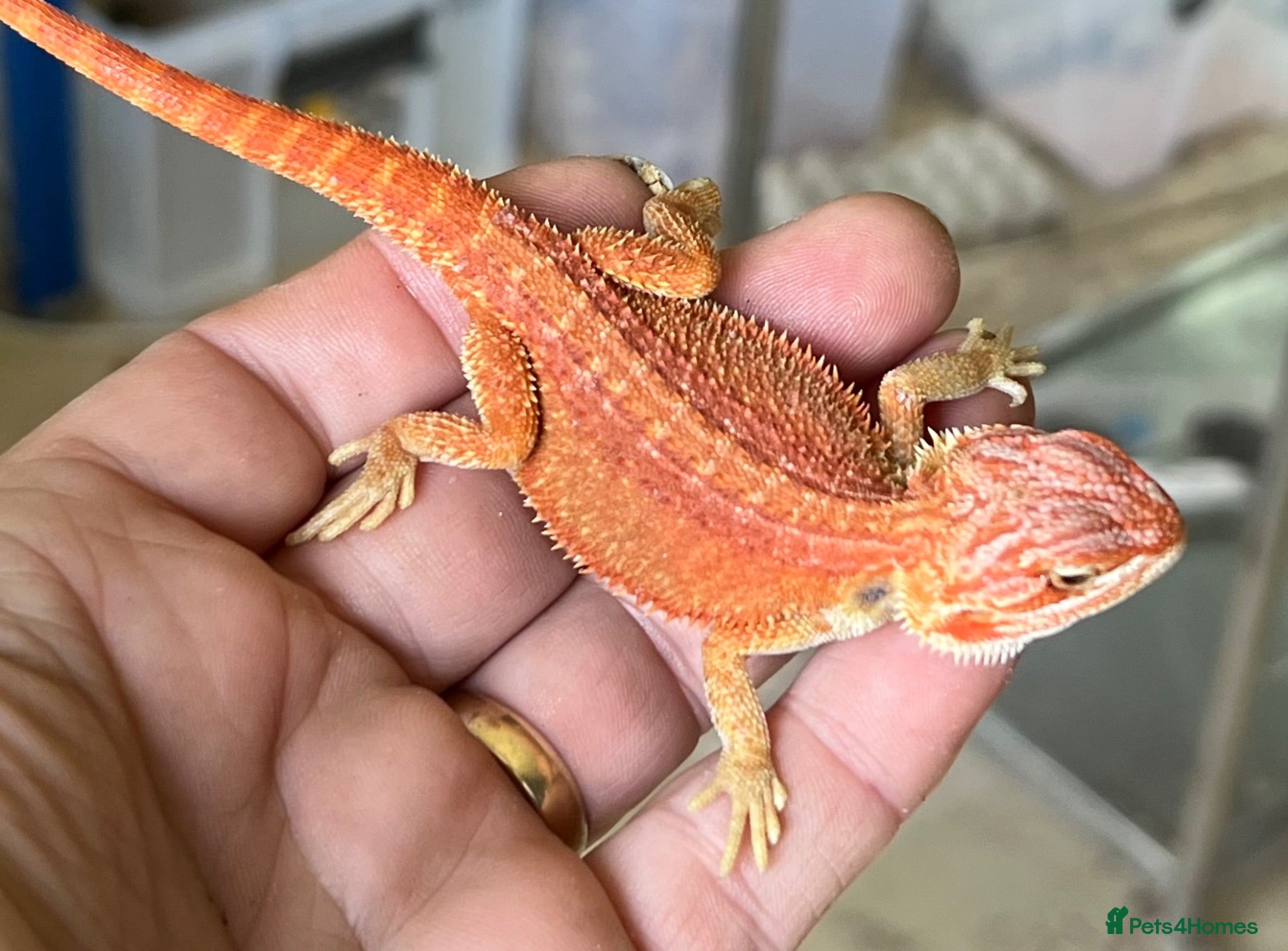 Bearded Dragon reptiles Red hypo trans Genetic Stripe Bearded Dragons - Advert 2