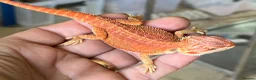 Bearded Dragon reptiles for sale: Red hypo trans Genetic Stripe Bearded Dragons - Advert 2