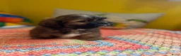 Lhasa Apso dogs for sale: RKC Registered Lhasa Puppies  - Advert 8
