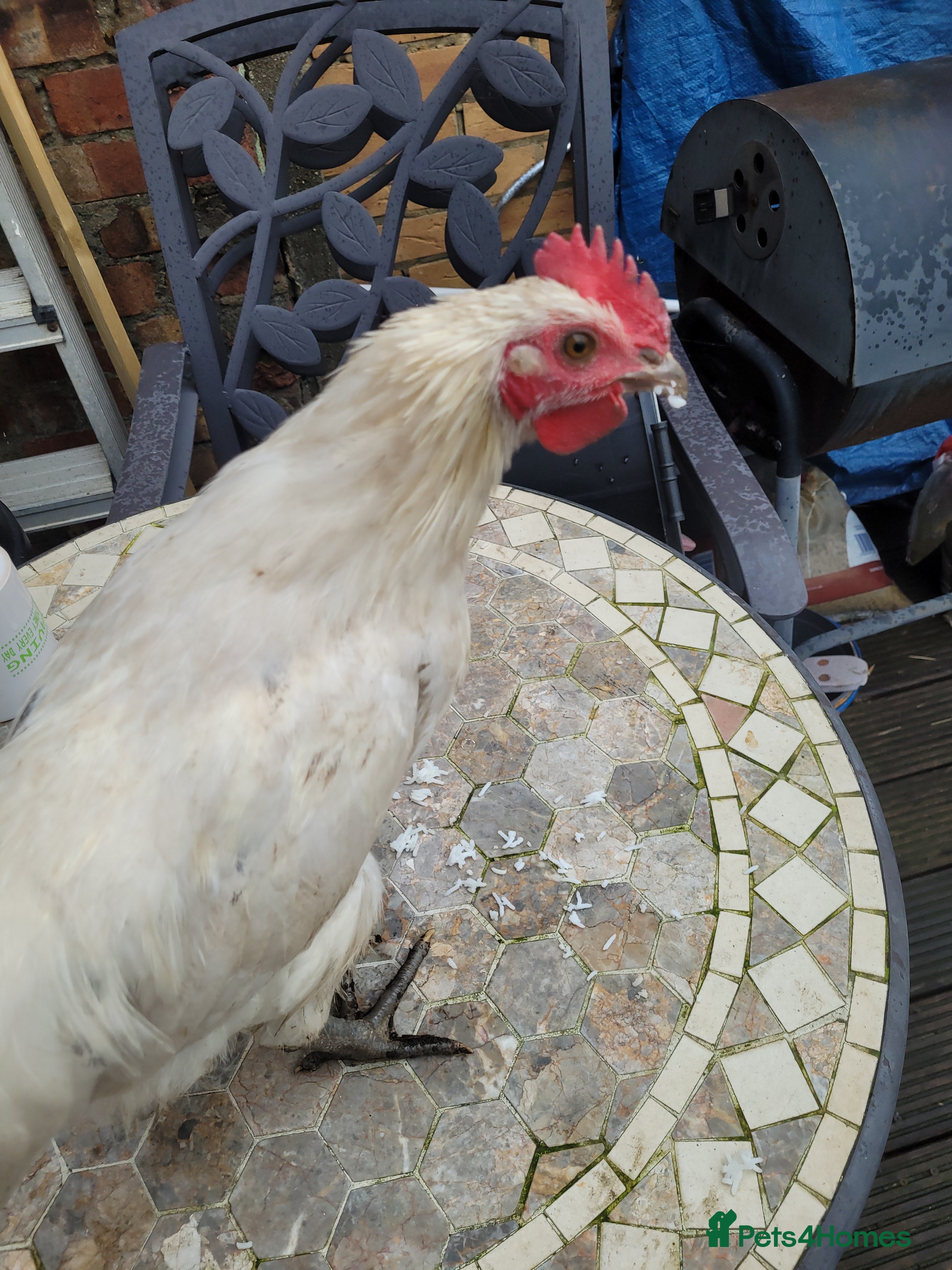 Quail poultry 1×Leghorn chicken £15 - Advert 4