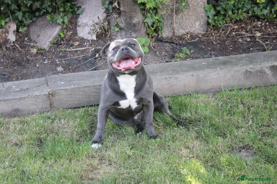 Staffordshire Bull Terrier dogs for stud: NARCOS! THE U.K’s FINEST STAFFY AVAILABLE NOW! in Nottingham - Advert 11