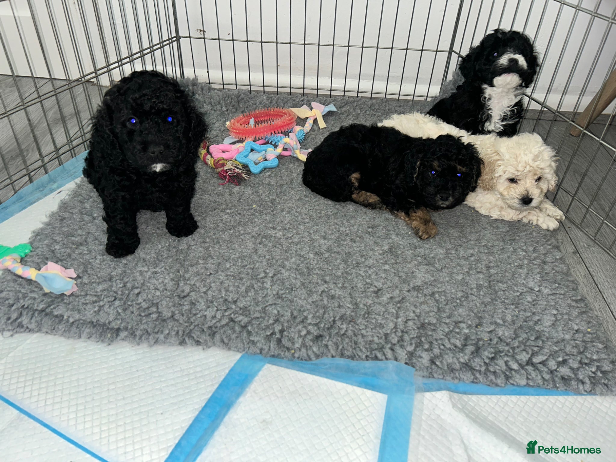 Cavapoochon dogs Exceptional Cavapoochon Boys – Elite Home-Bred - Advert 1