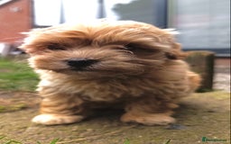 Maltipoo dogs for sale: Adorable Maltipoo Puppies, cream/red M&F - Image 3