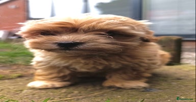 Maltipoo dogs - Advert 1