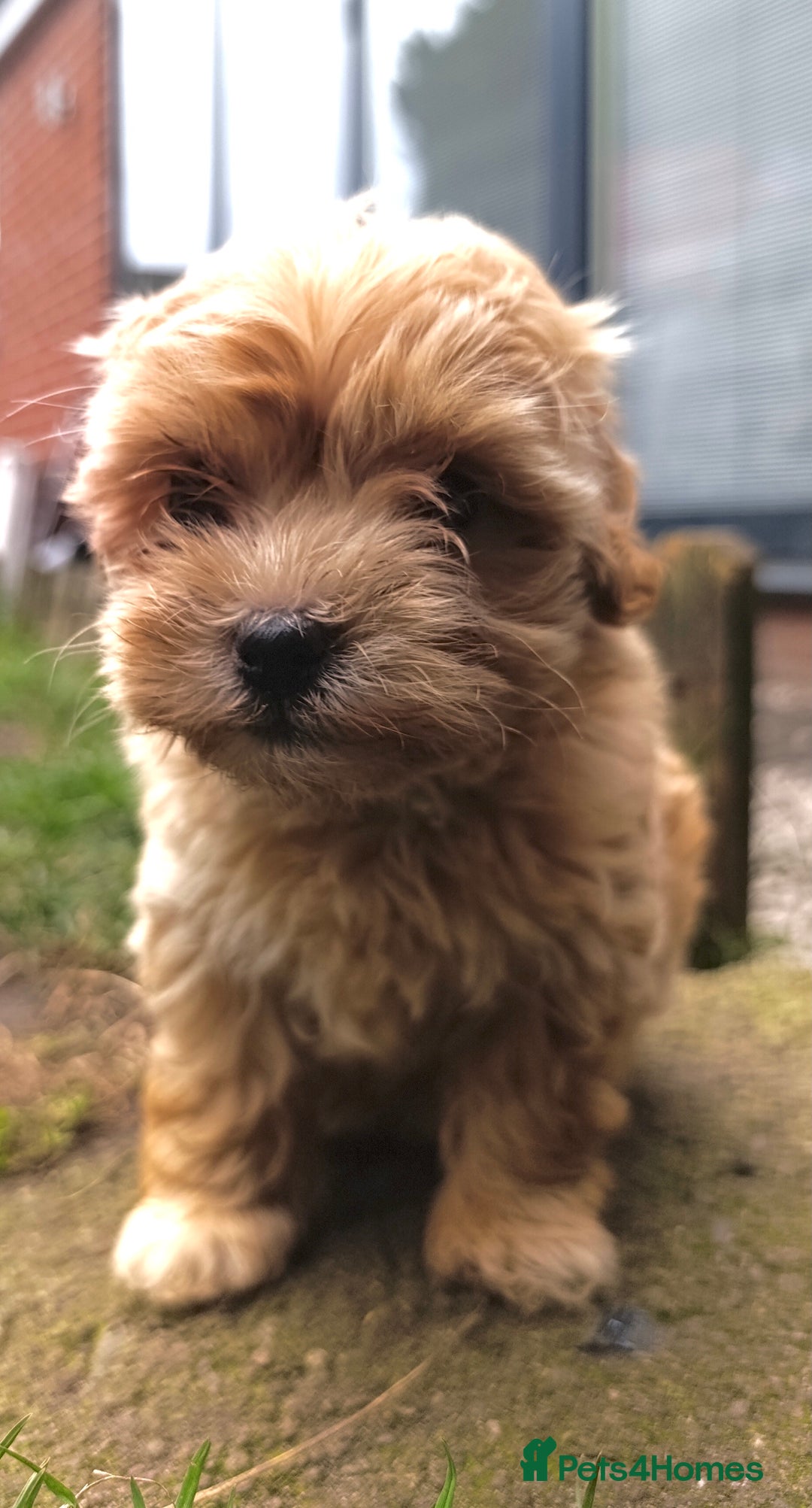 Maltipoo dogs for sale: Adorable Maltipoo Puppies, cream/red M&F - Image 3