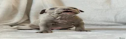 Staffordshire Bull Terrier dogs for sale: Stunning Staffordshire Bull Terriers! - Advert 6