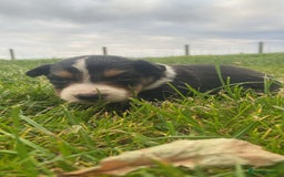 Border Collie dogs for sale: Beautiful litter family reared of collie pups - Image 10