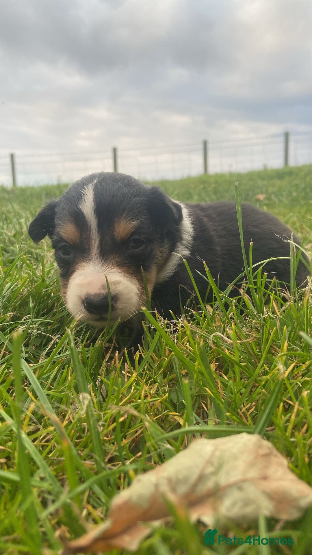 Border Collie dogs for sale: Beautiful litter family reared of collie pups - Image 10