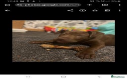 Mixed Breed dogs for sale: Handsome Ceaser 9months old - Image 7