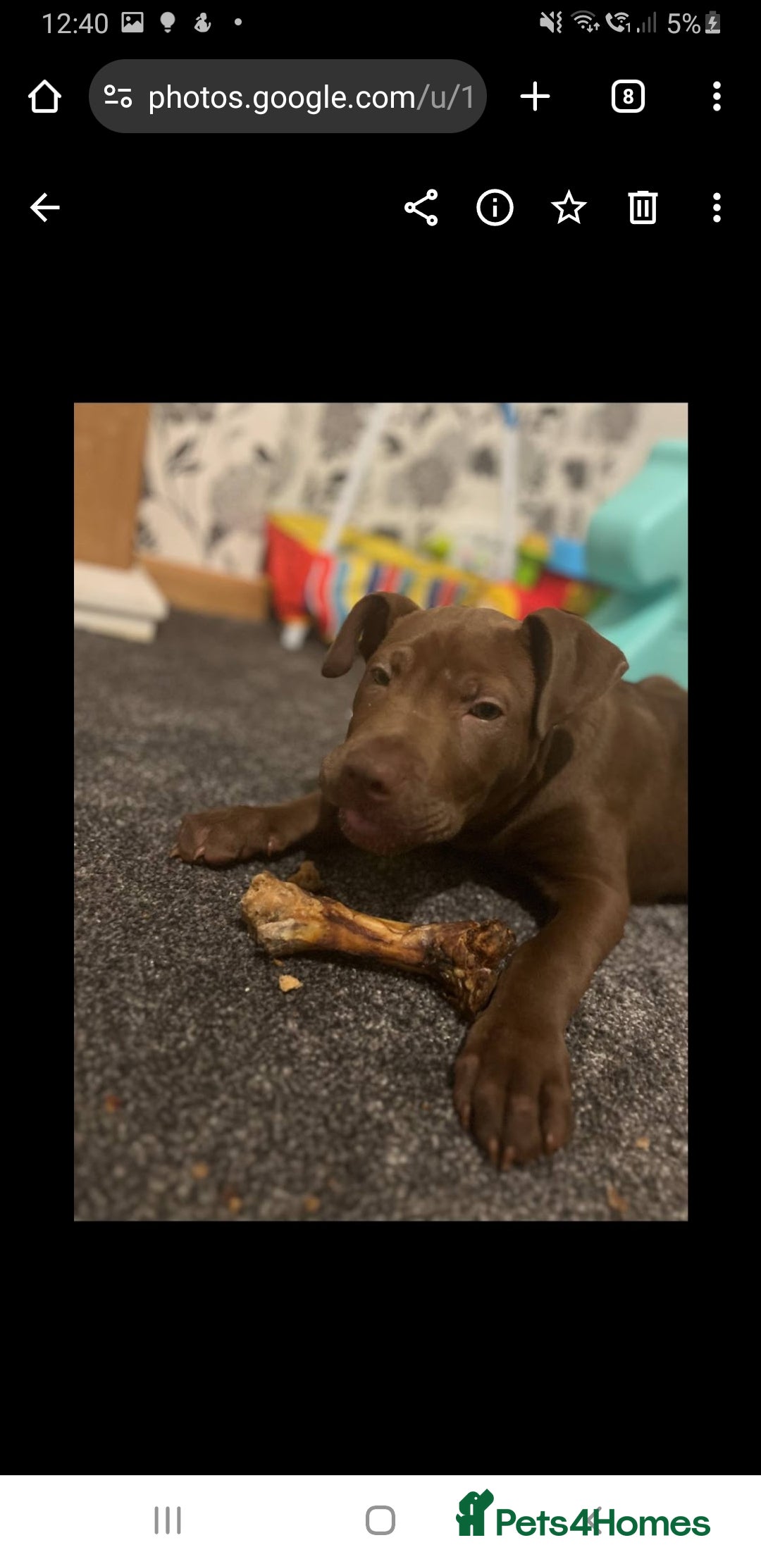Mixed Breed dogs for sale: Handsome Ceaser 9months old - Image 7