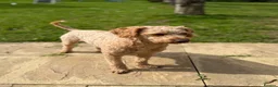 Cockapoo dogs for stud: KC Reg Toy Poodle Stud Dog DNA Tested Somerset - Advert 6