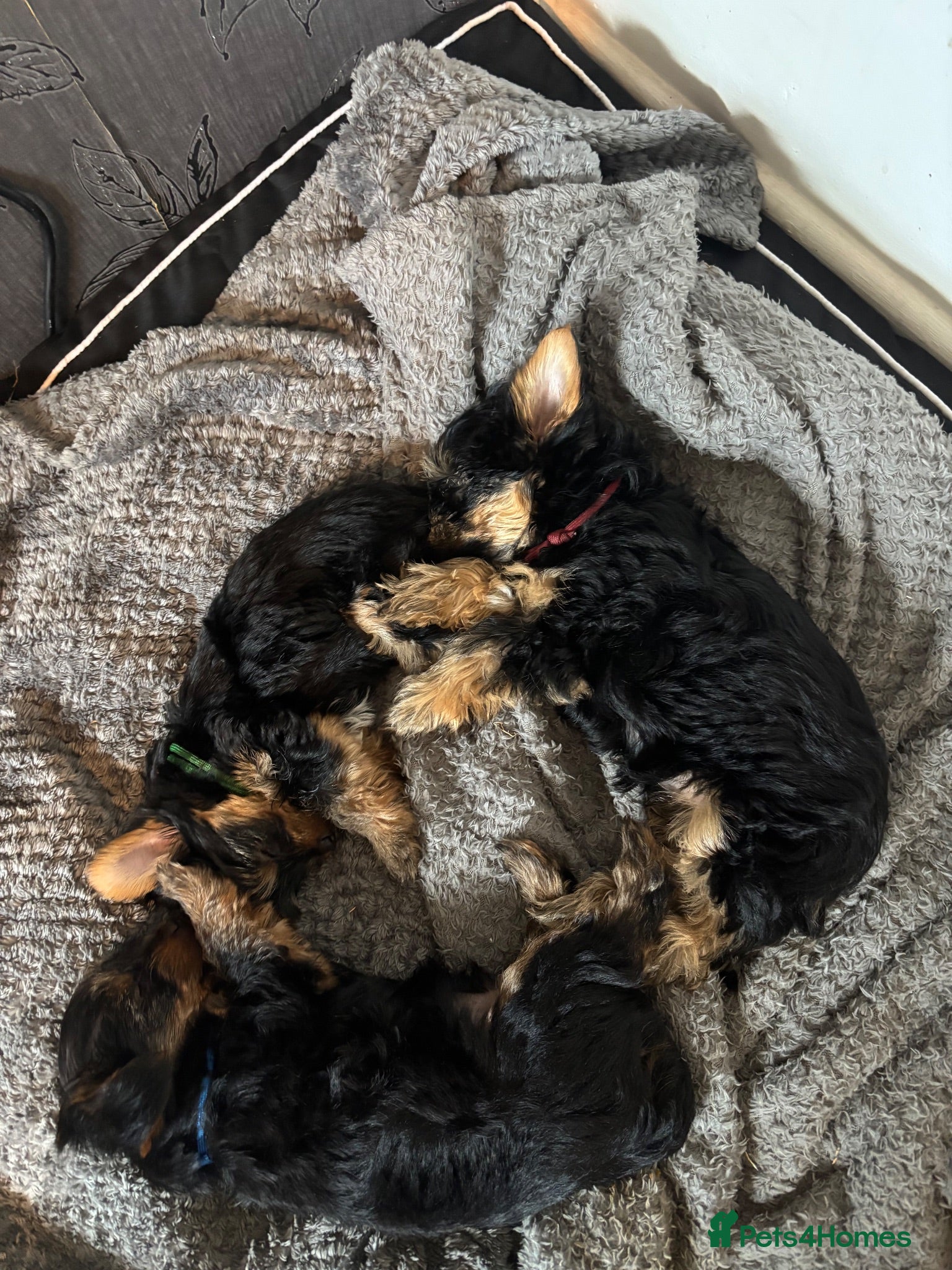 Yorkshire Terrier dogs Beautiful Yorkie puppies  - Advert 18