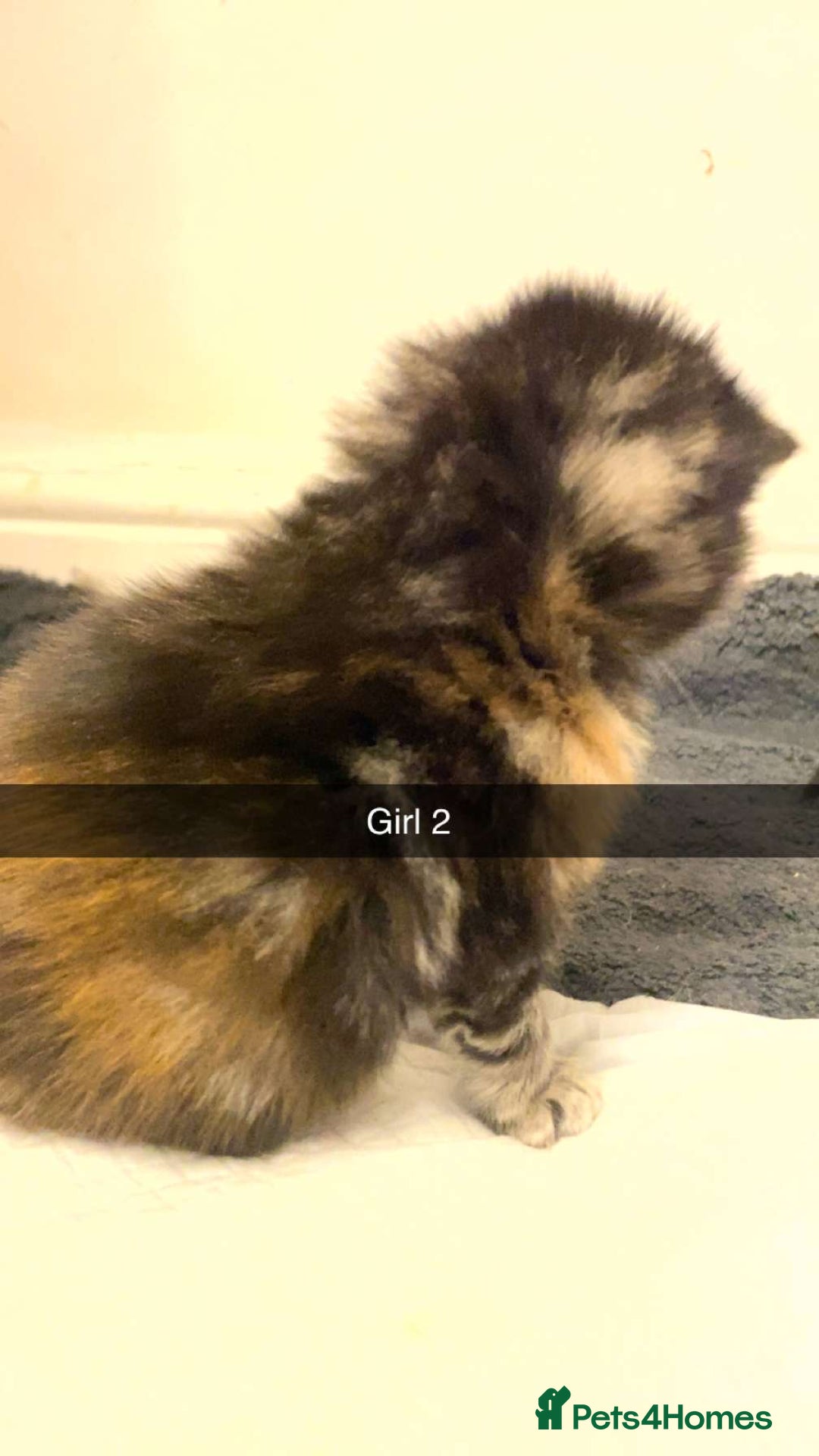Mixed Breed cats for sale: Gorgeous coloured female kittens - Image 6