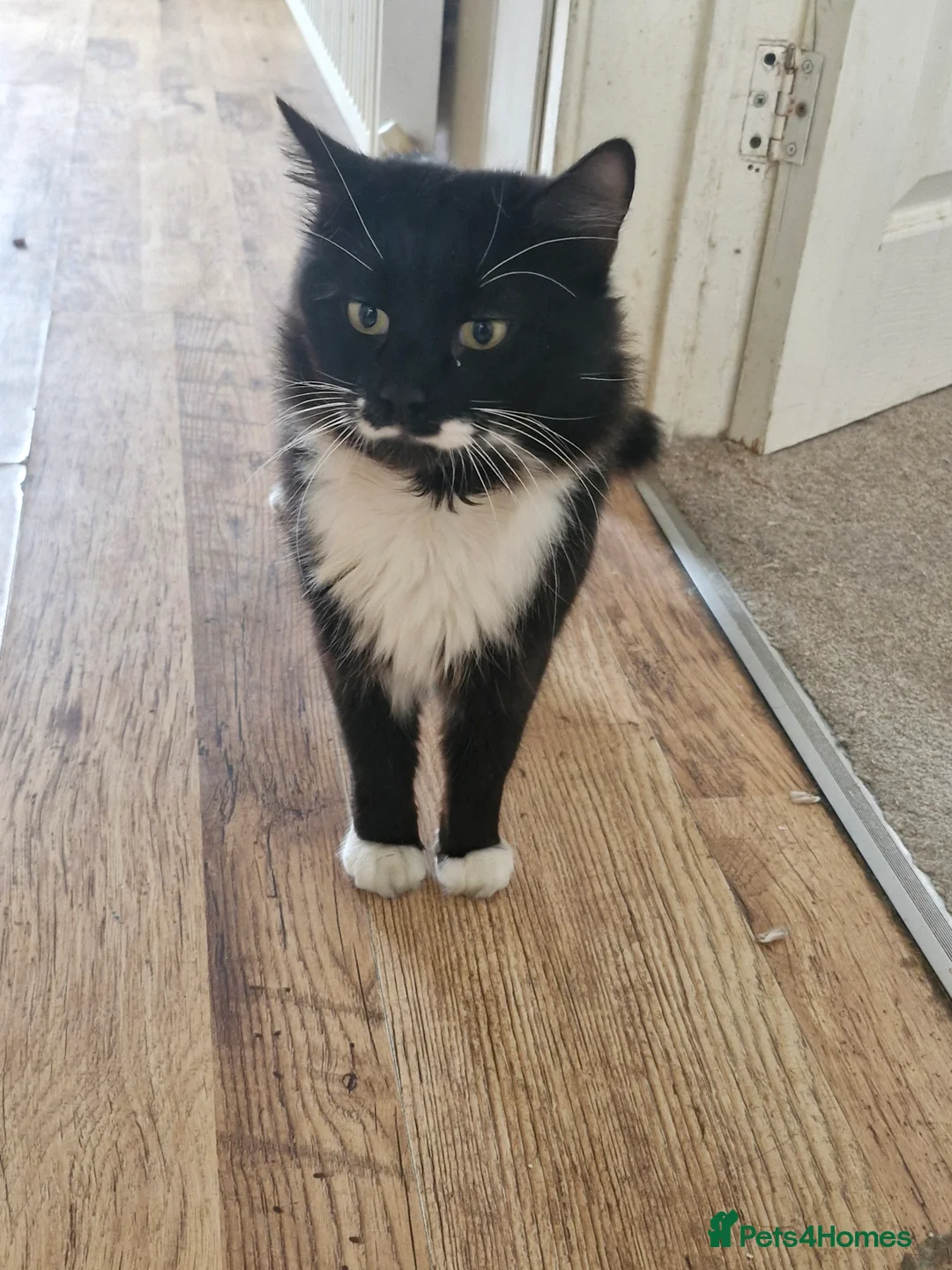 British Longhair cats for sale: Young male around 4 years old  - Advert 1