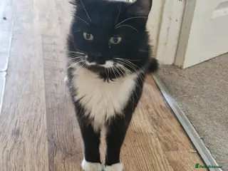 British Longhair cats Young male around 4 years old - Advert 7