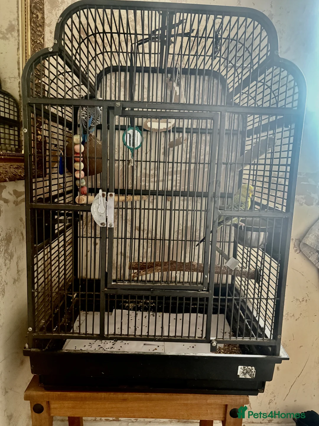 Budgerigars birds for sale: Winnie & Blue with large cage in Colchester - Advert 1