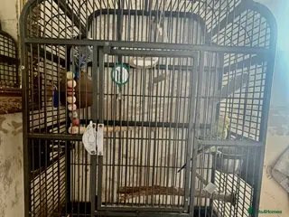 Budgerigars birds Winnie & Blue with large cage - Advert 1