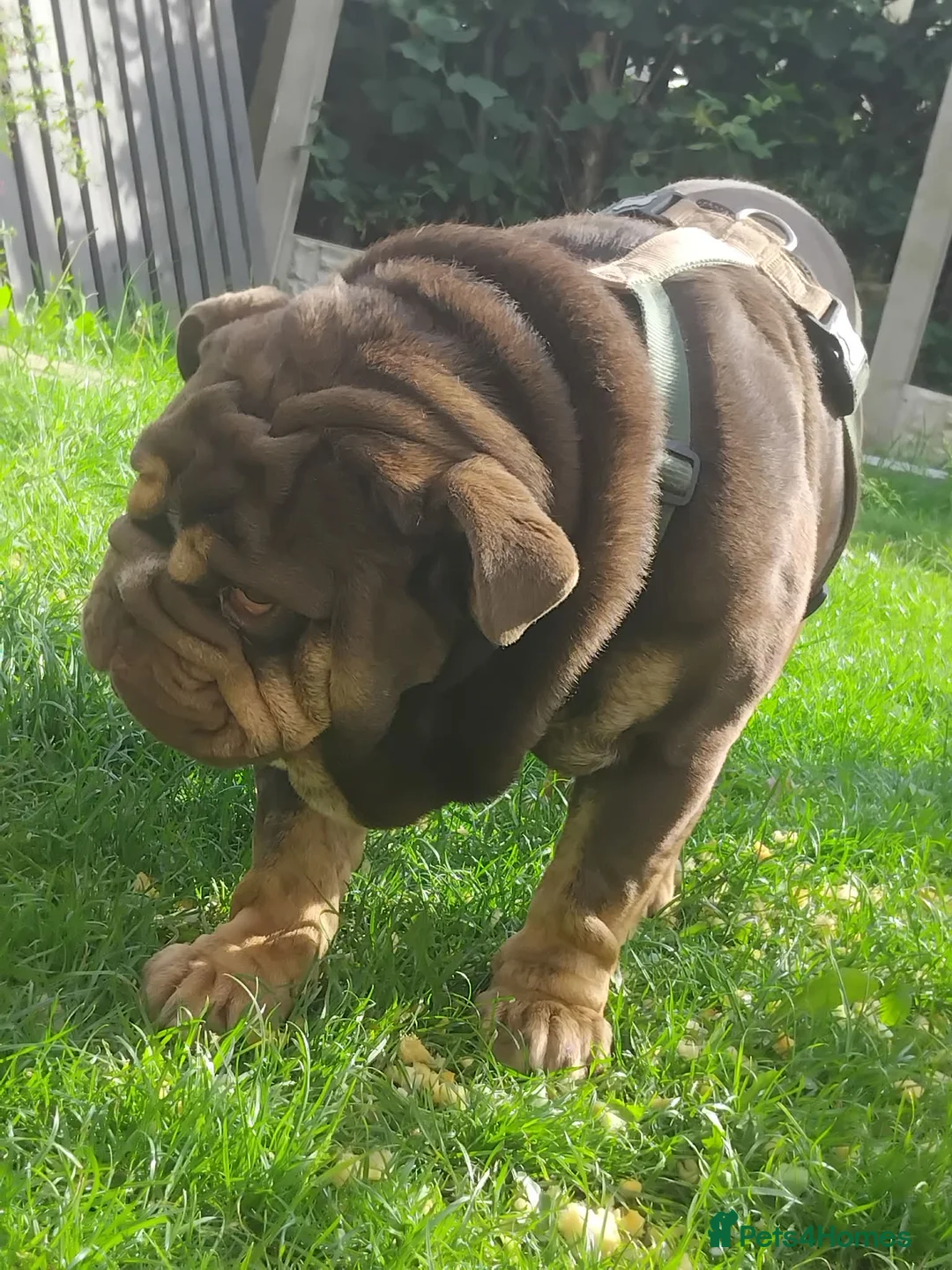 English Bulldog dogs for sale: Lilac & Tan English BullDog 17Month Old in Wakefield - Advert 2