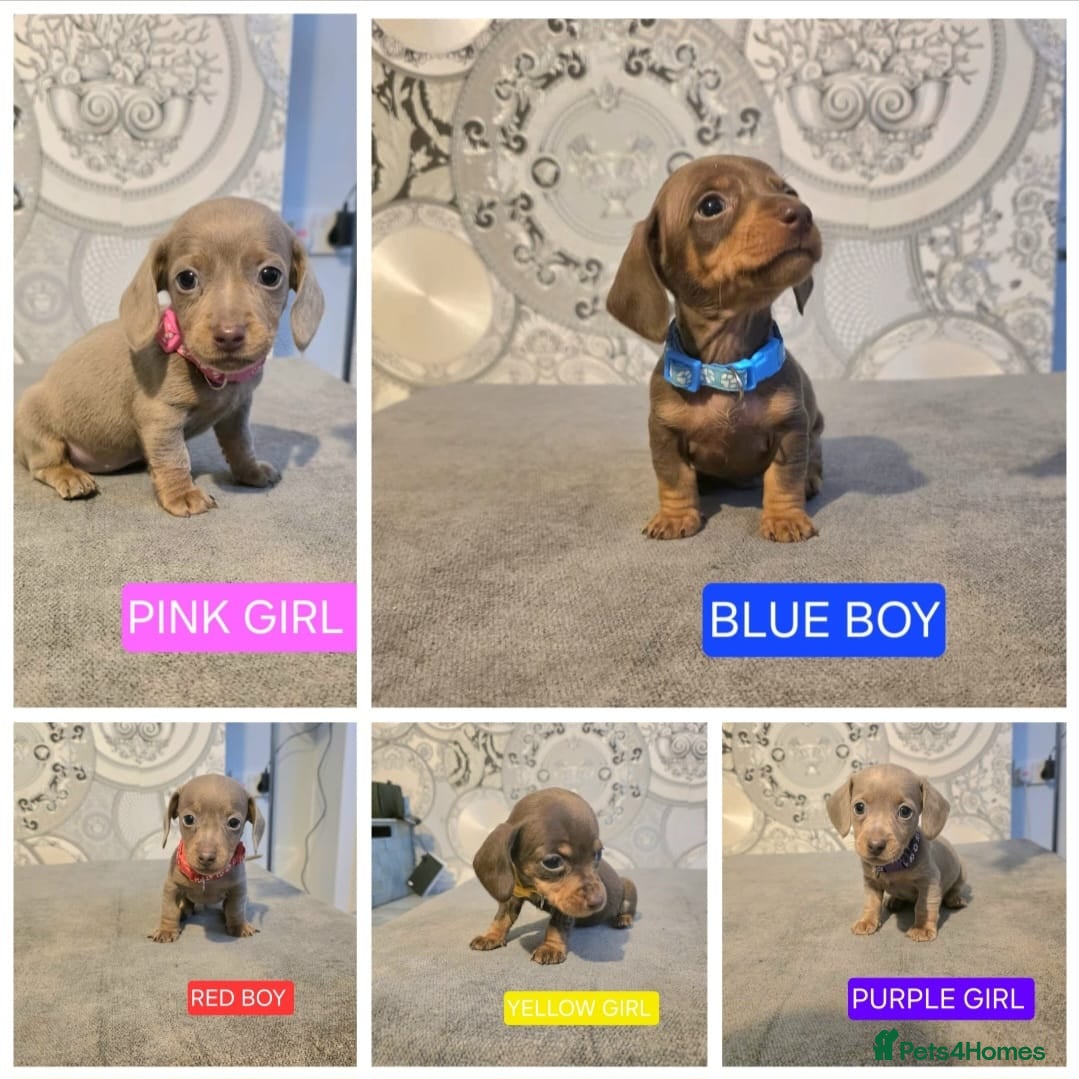 Miniature Dachshund dogs KC Registered Miniature Dachshund Puppies  - Advert 1