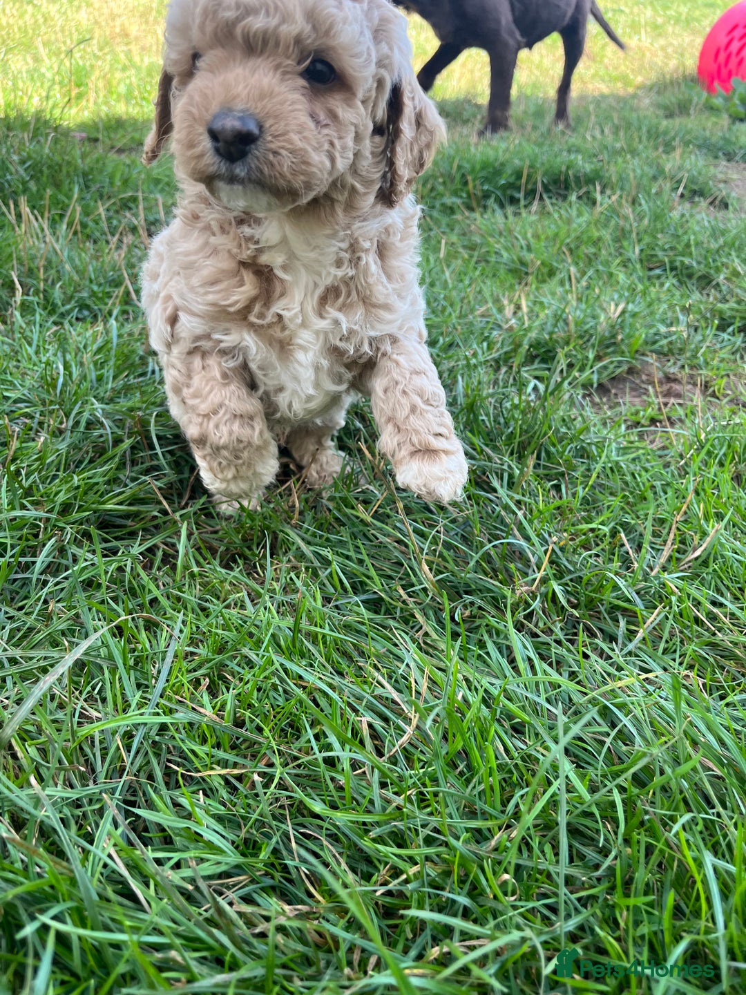 Cockapoo dogs for sale: F2b cockapoo puppies  - Image 6