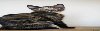 Tortoiseshell Female Kitten