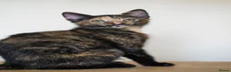 Mixed Breed cats for sale: Beautiful 12‑Week‑Old Kittens Ready for Homes - Advert 7