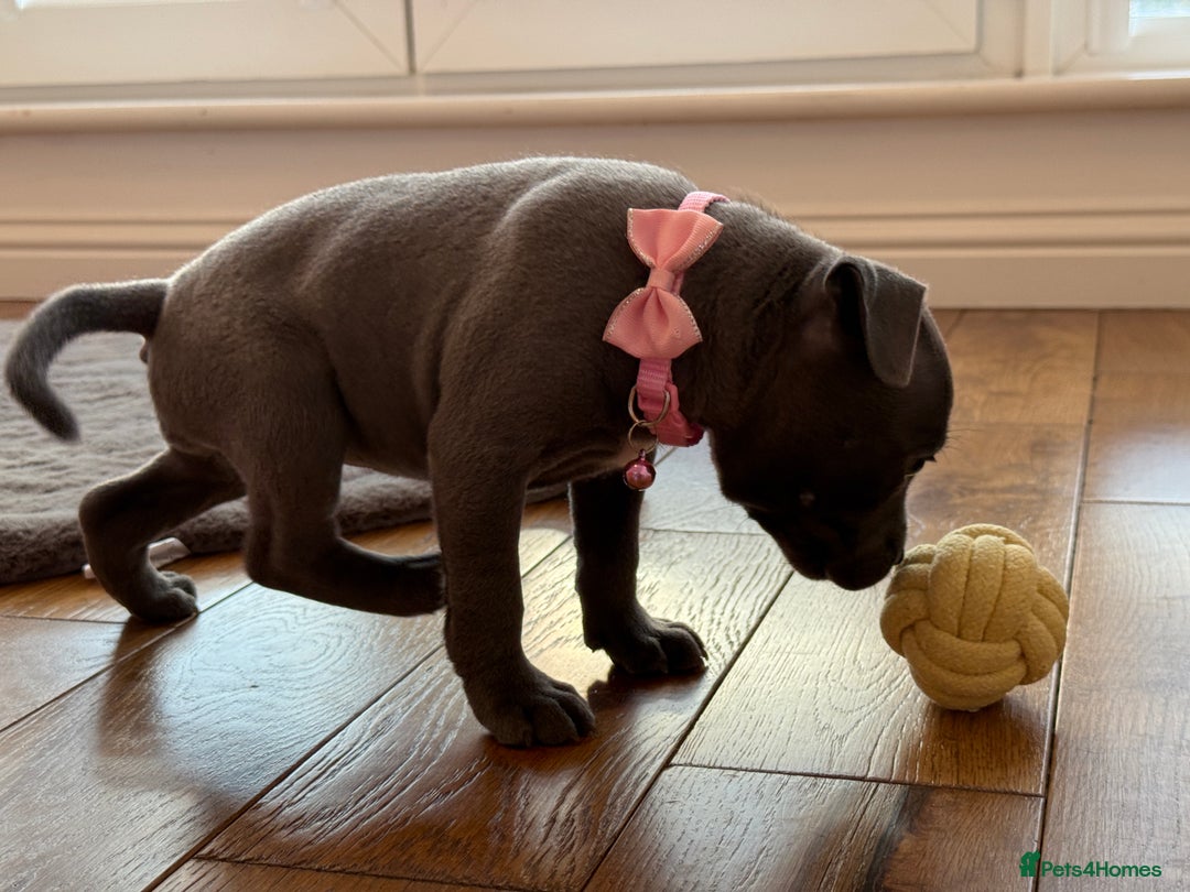 Staffordshire Bull Terrier dogs for sale: Ready for Their Forever Homes Now - Image 20