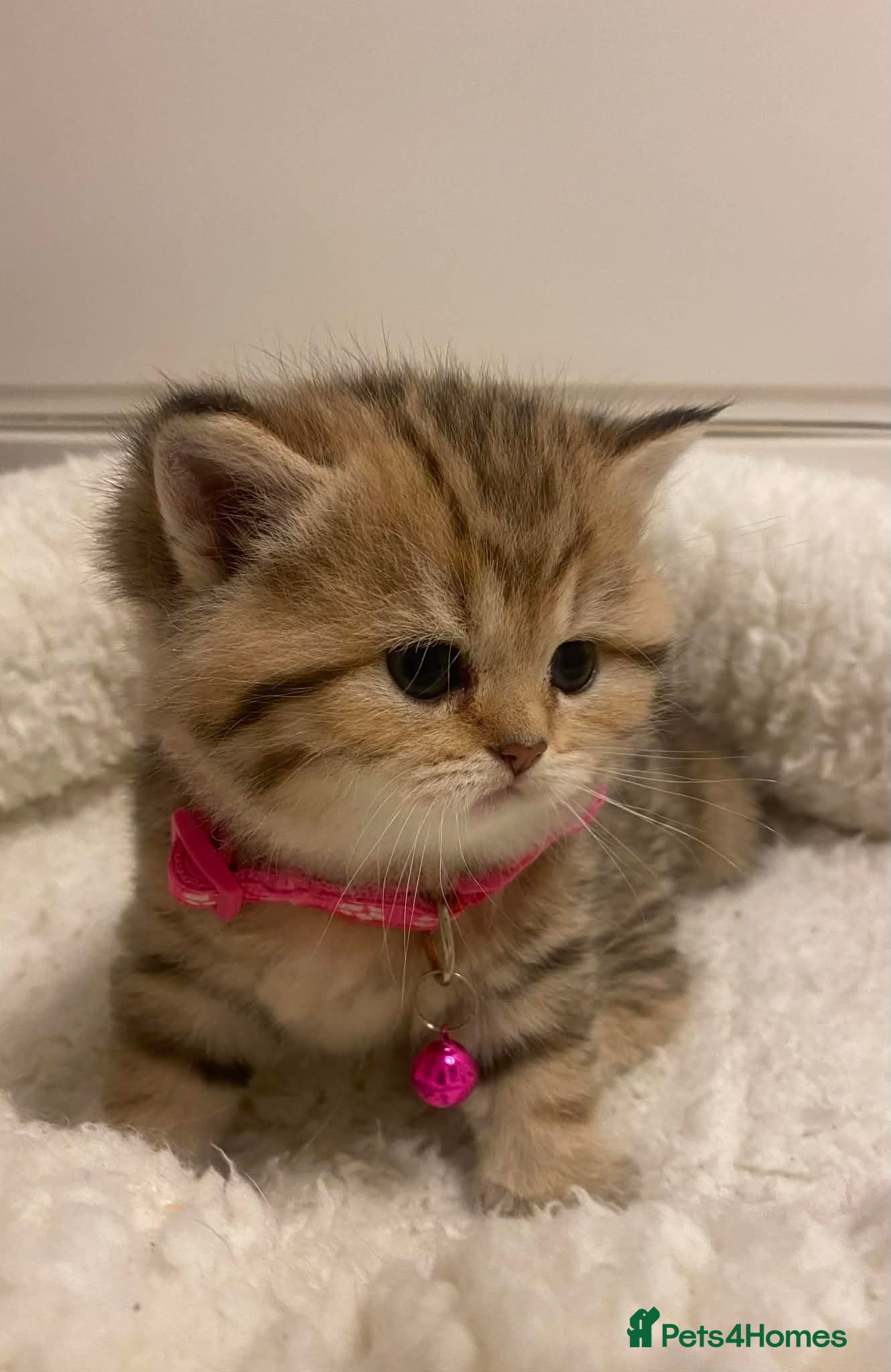 British Shorthair cats British shorthair kittens  - Advert 2