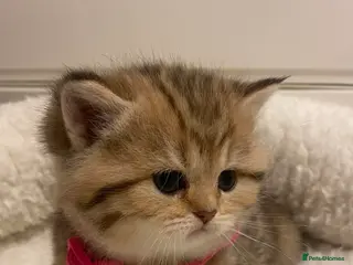 British Shorthair cats British shorthair kittens - Advert 2